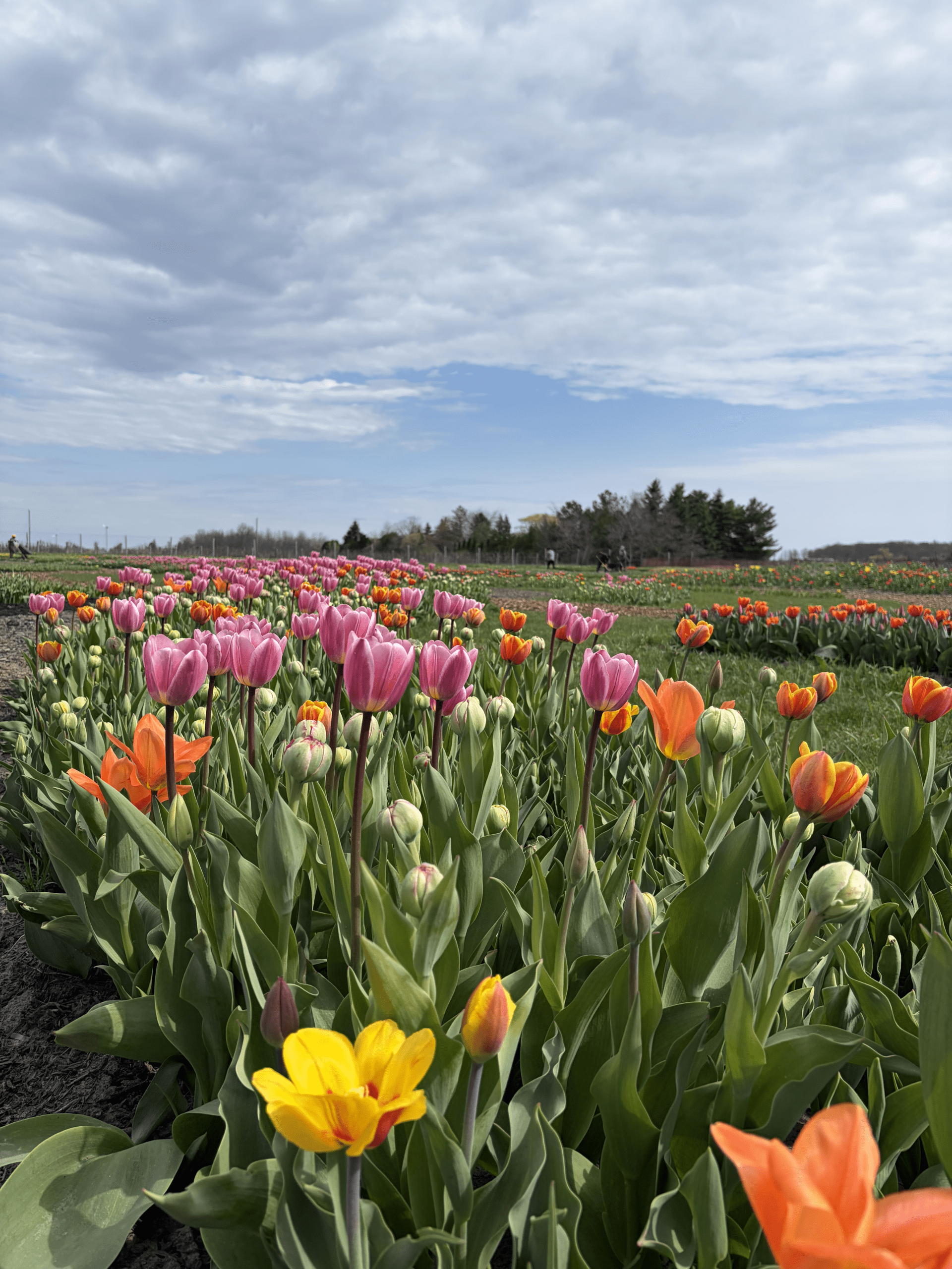 Tulips in bloom at TASC Gardens Niagara-on-the-Lake