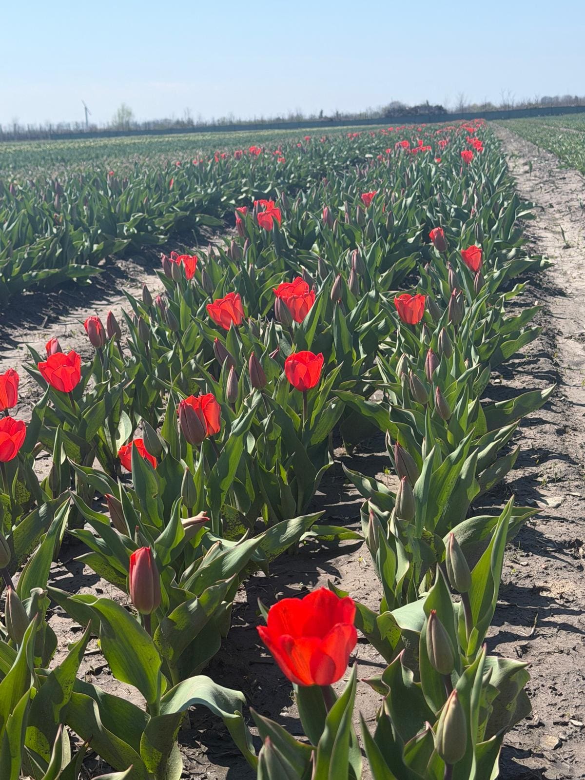 Tulip fields at TASC Gardens in Niagara-on-the-Lake showing current bloom status