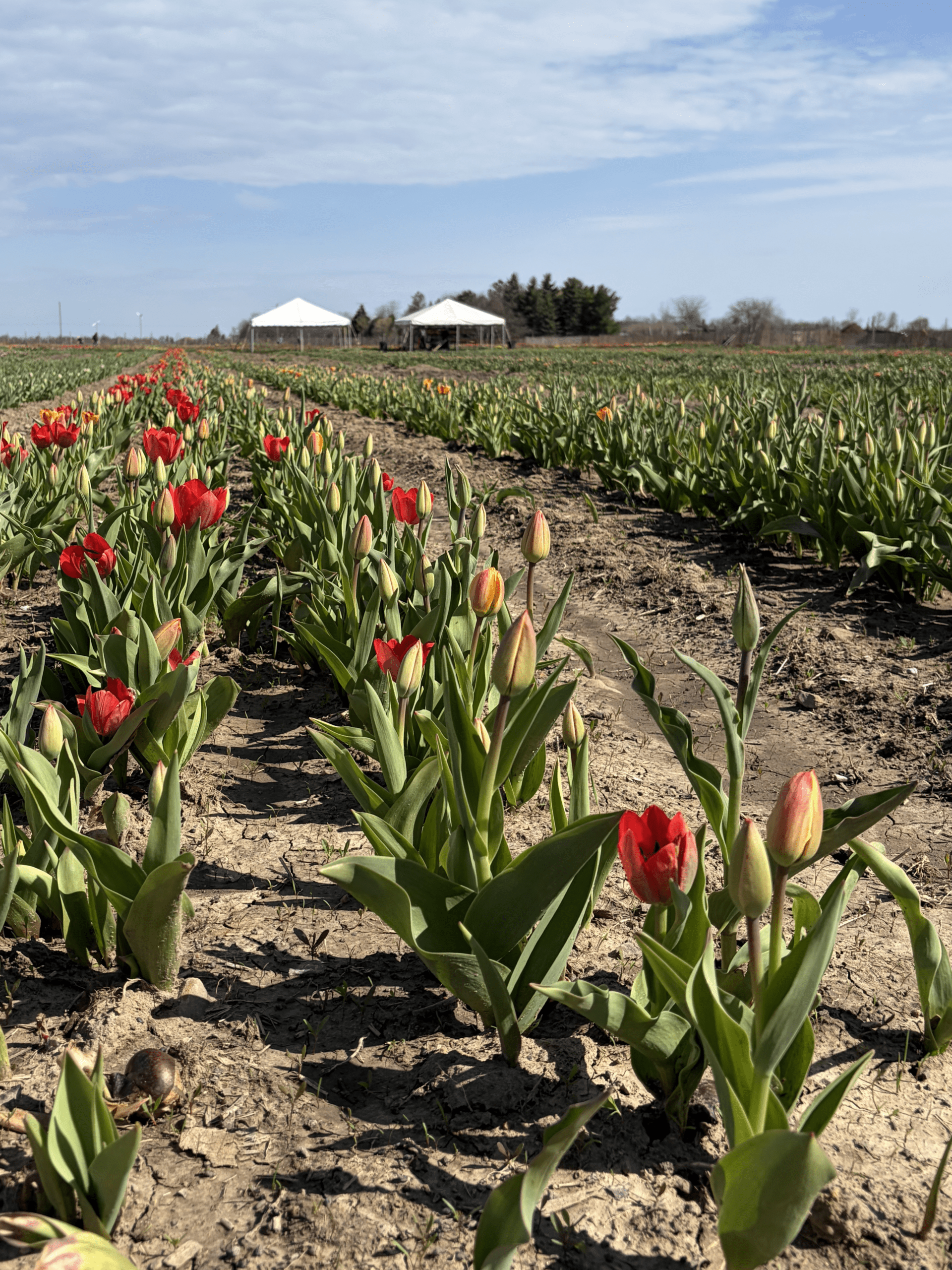 Rows of blooming tulips at TASC Gardens