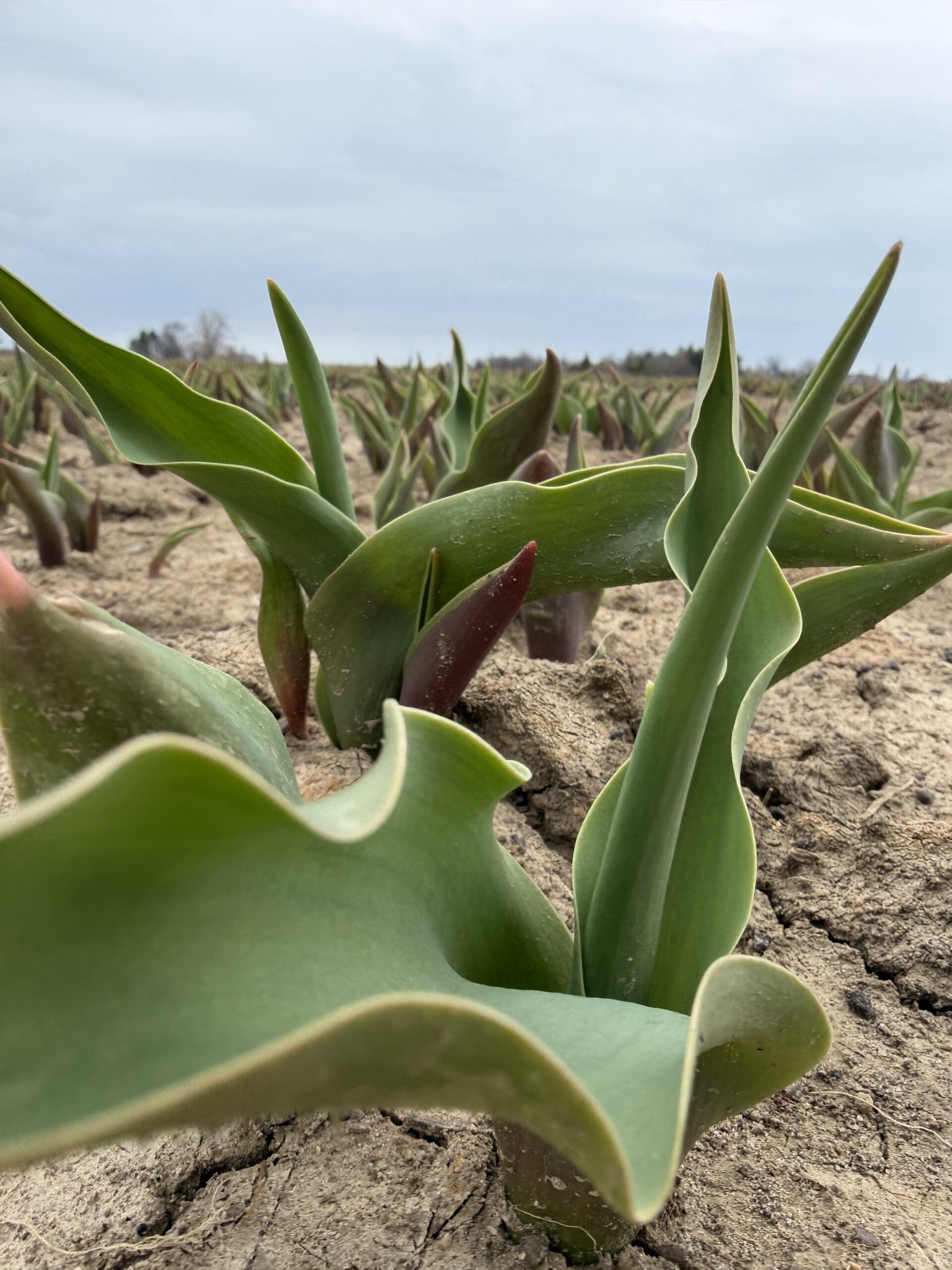 Colourful tulips in the TASC Gardens field