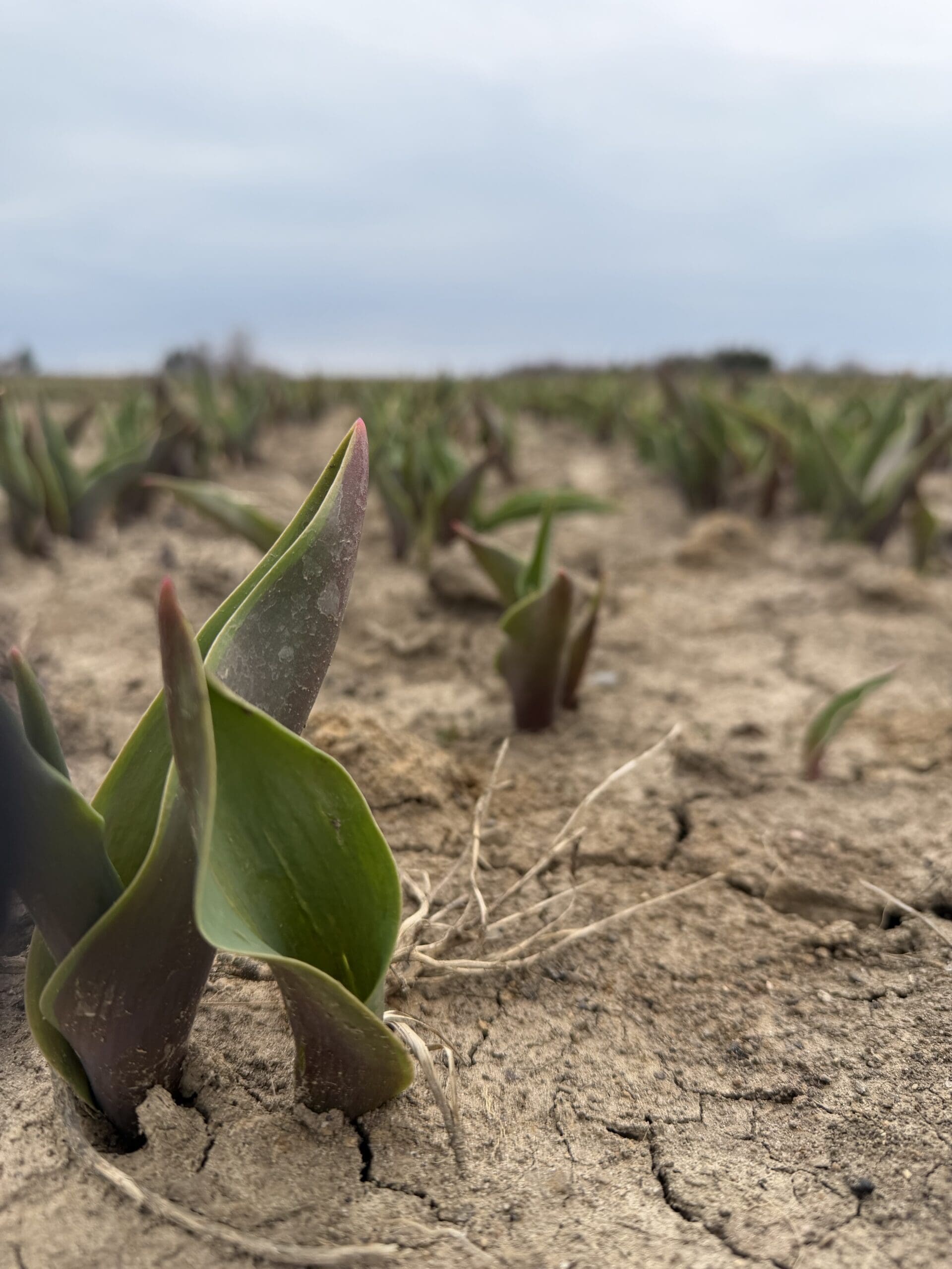 Tulip field view at TASC Gardens