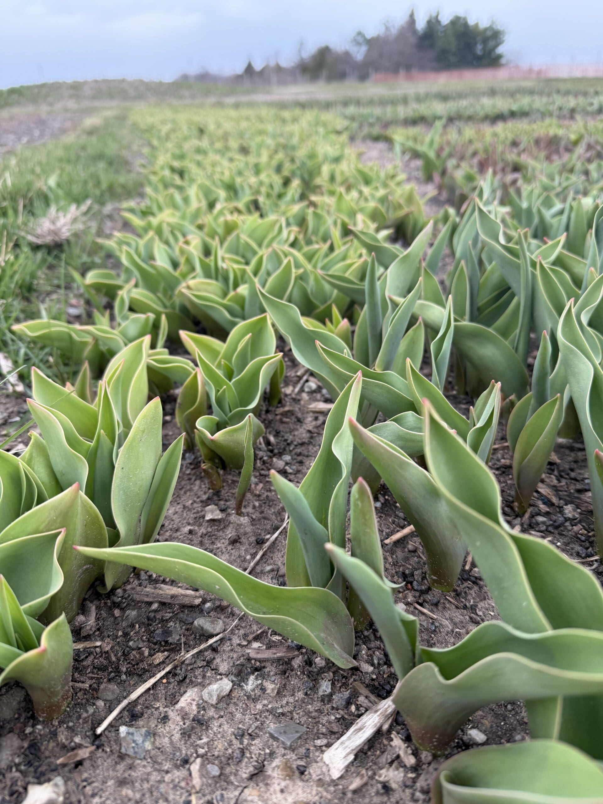 Rows of blooming tulips at TASC Gardens