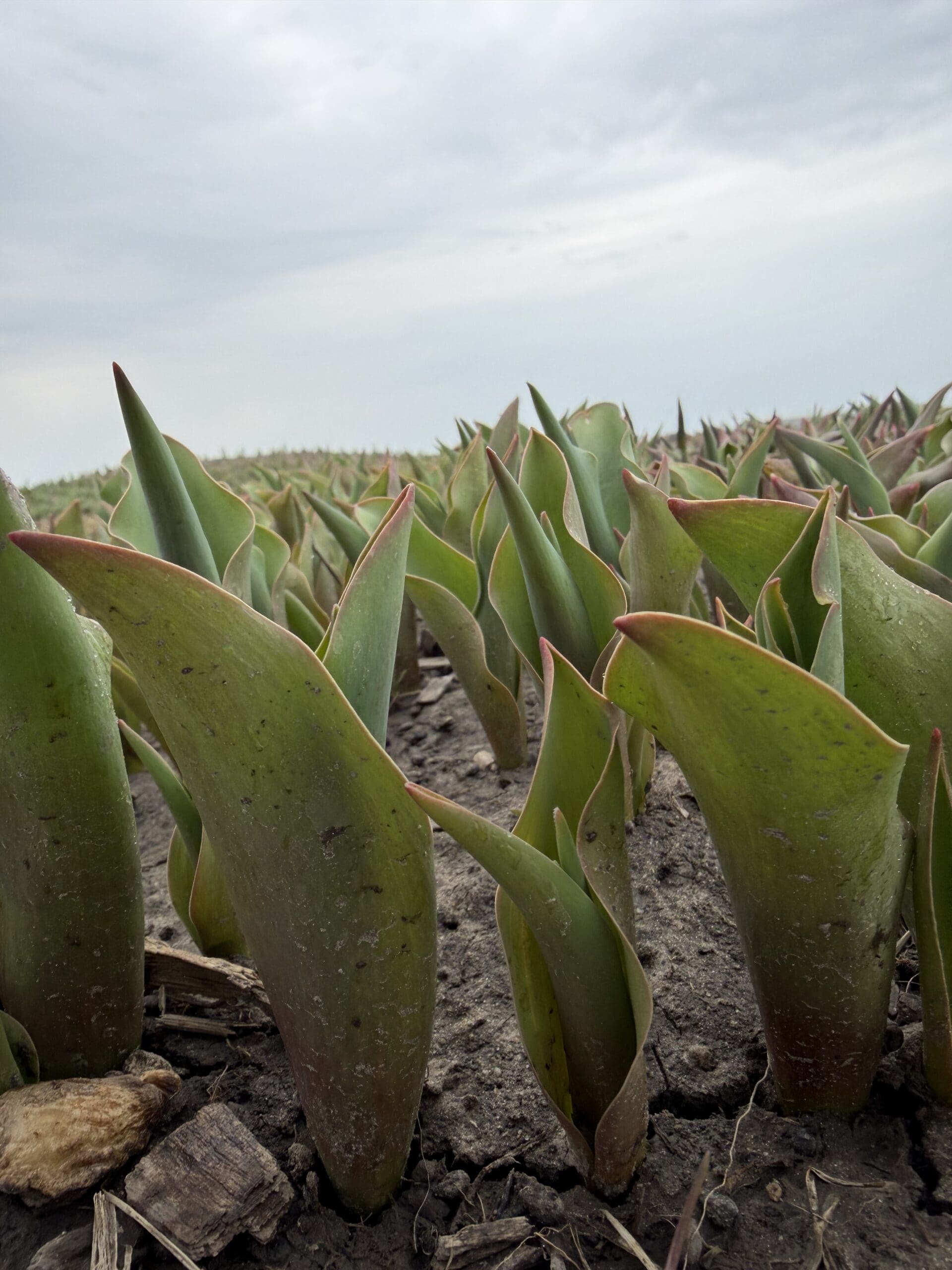Tulip fields at TASC Gardens in Niagara-on-the-Lake showing current bloom status