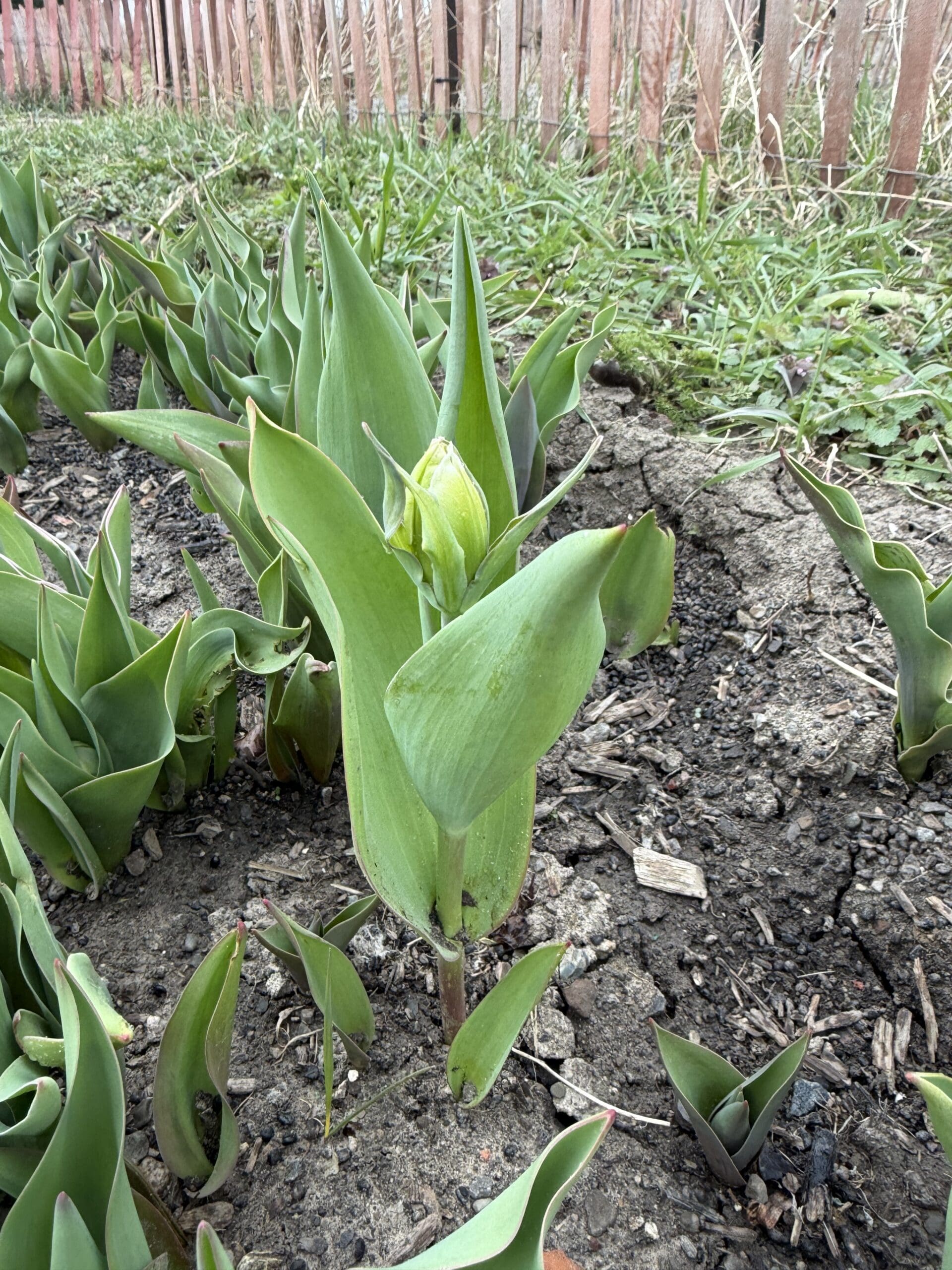 Tulips in bloom at TASC Gardens Niagara-on-the-Lake