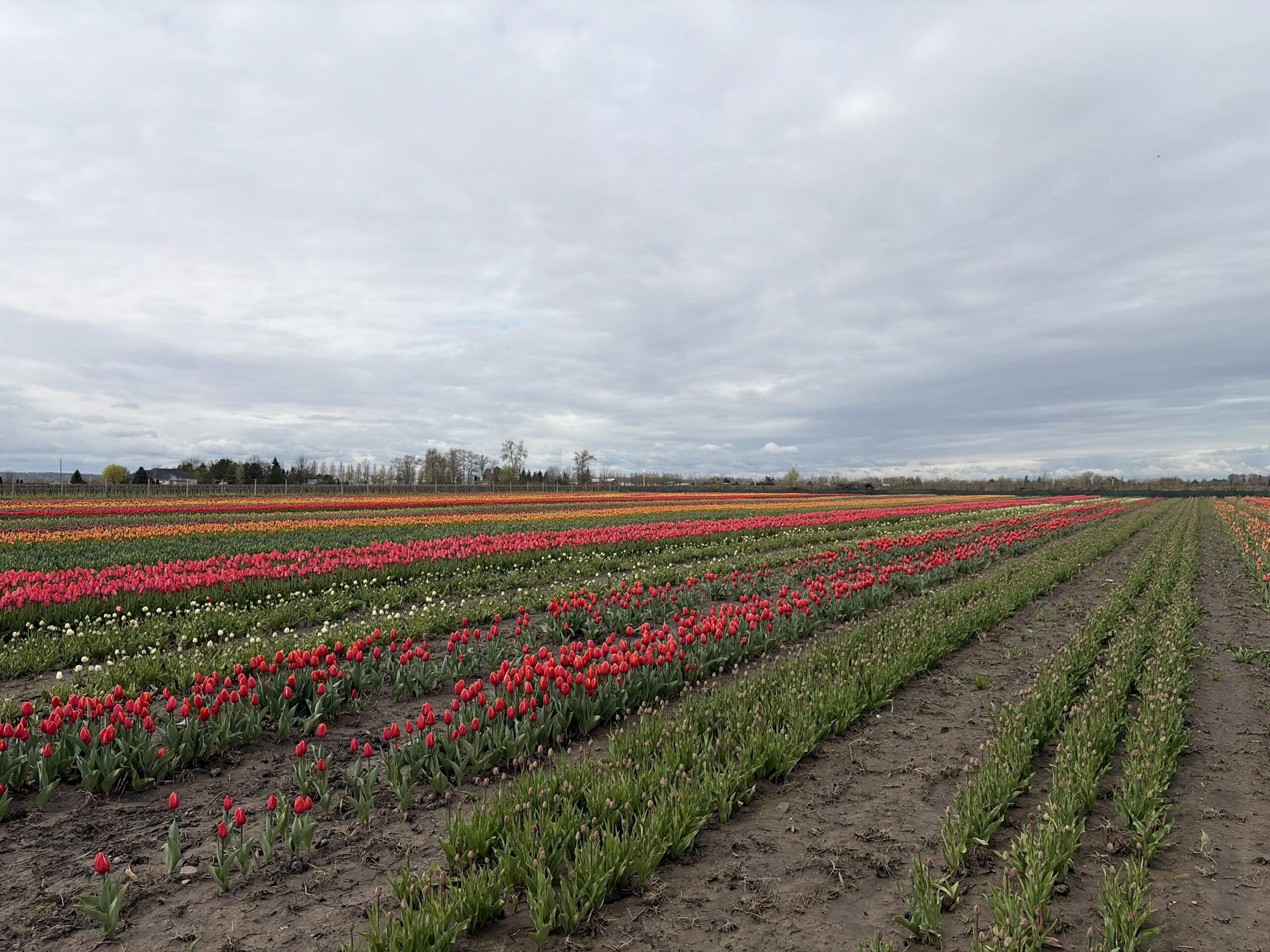 Tulip fields at TASC Gardens in Niagara-on-the-Lake showing current bloom status