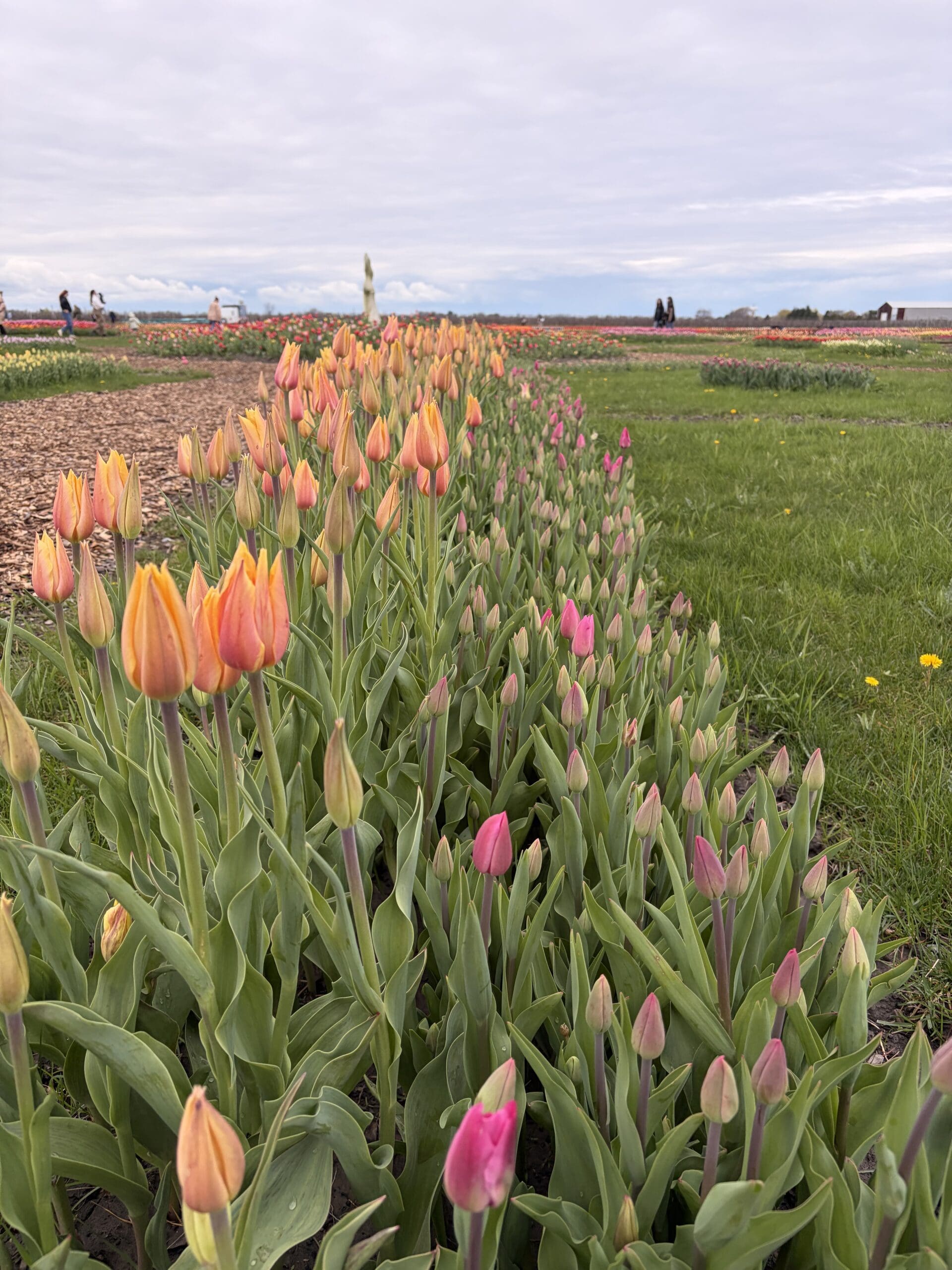 Tulips in bloom at TASC Gardens Niagara-on-the-Lake