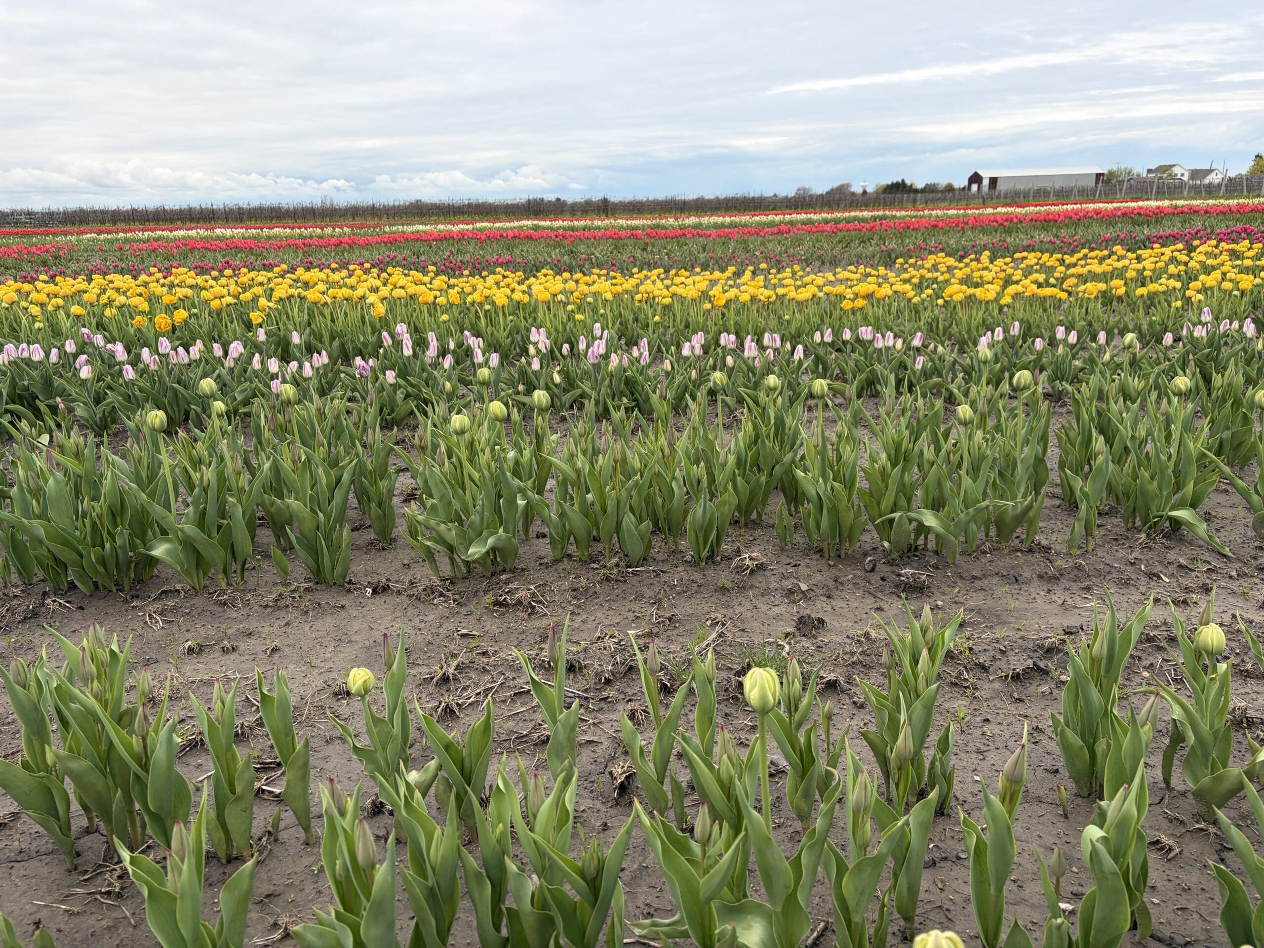 Rows of blooming tulips at TASC Gardens