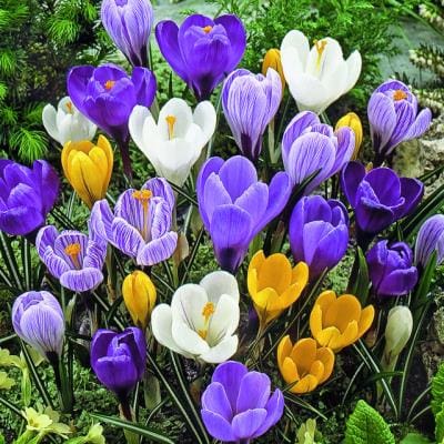 Crocus in bloom in early spring
