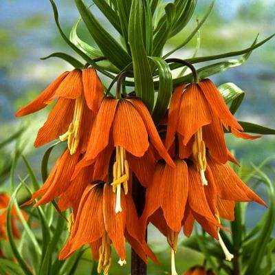Fritillaria Imperialis growing guide at TASC Gardens