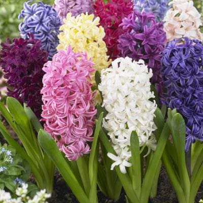 Hyacinthus growing guide at TASC Gardens
