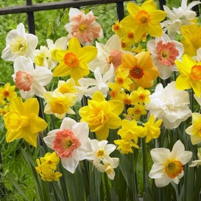 Spring daffodils in bloom