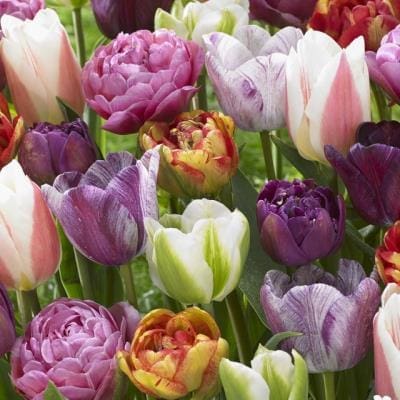 Tulips in bloom at TASC Gardens