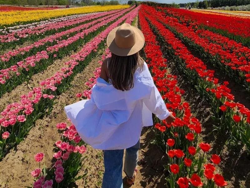 TASC Tulip Farm Featured on Narcity.com: A Blooming Marvel Near Toronto!