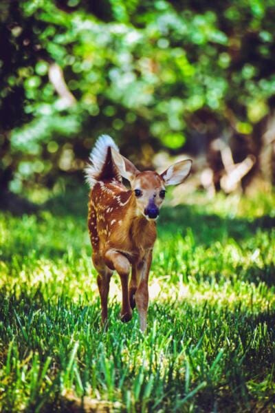 Deer standing at the edge of a garden