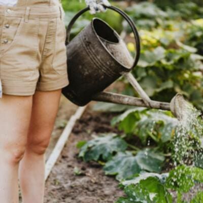 Gardener watering vegetable plants with a metal watering can