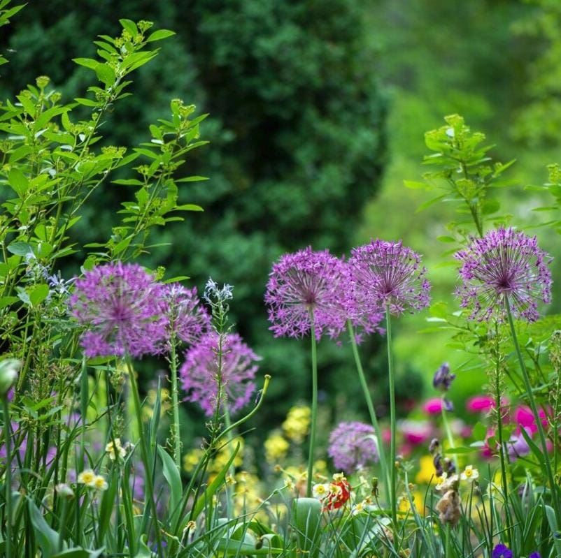 Purple allium flowers in the garden