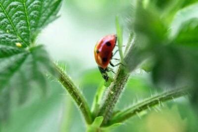 Ladybug on a green leaf